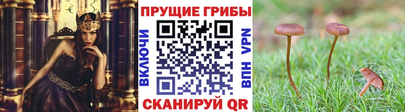 Купить закладки  Свирск  Галлюциногенные грибы мухоморы 